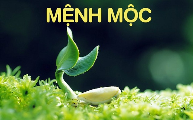 mệnh mộc hợp số điện thoại nào