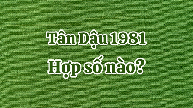 1981 hợp số nào